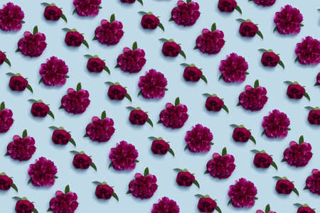 Deep red peony flowers pattern on a pastel blue backgroundの写真素材