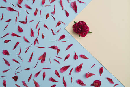 Deep red peony on beige background and peony petals on light blue backgroundの写真素材