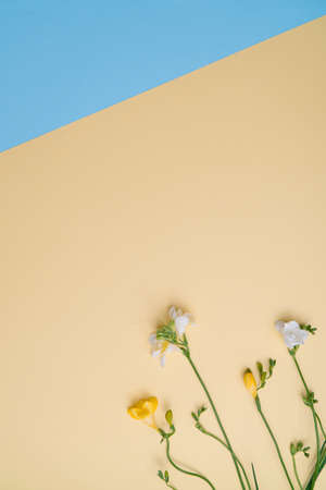Blooming white and yellow fresh freesias on a beige and sky blue background minimal flatlayの写真素材