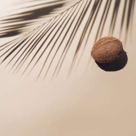 Coconut fruit on a light beige background with palm leaf silhouetteの写真素材