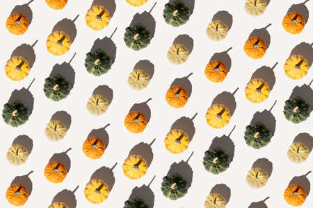 Pumpkins pattern background flat lay. Autumn concept with colorful pumpkins on white background.の写真素材