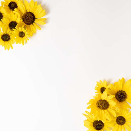 Beautiful yellow sunflowers on white background. Late summer, autumn concept. Minimal flower composition with copy space.の写真素材