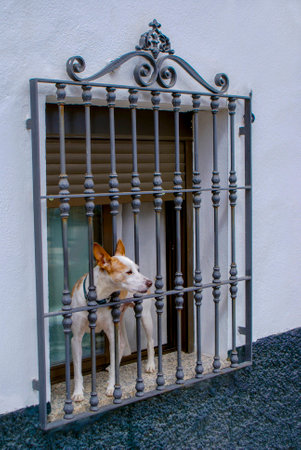 A curious dog stands behind bars at a window on the lookout, street view, pet, doggy, puppy, fence,...