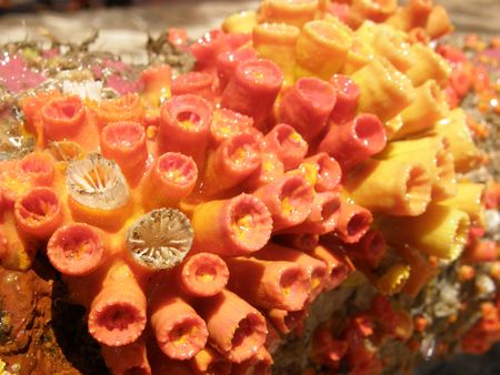 Coral growth on an oil platformの写真素材