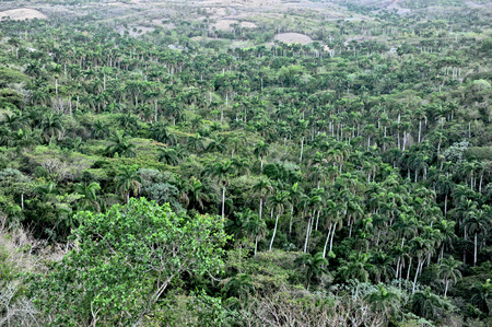 A tropical valley in Cuba, somewhere in between Havana and Santa Clara, on May 2009 の写真素材