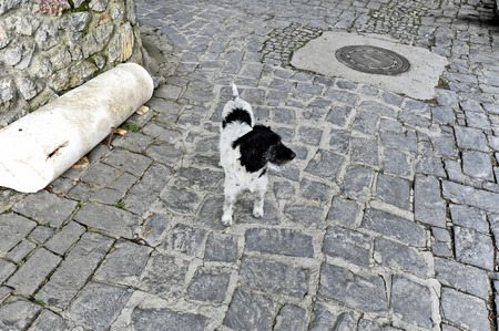 OHRID, MACEDONIA, MAY 17, 2011  A dog on the yard of the church of St  Sofia in the fortress of Tsar Samuil, in Ohrid, Macedonia, on May 17th, 2011 のeditorial素材