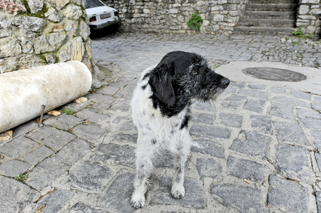 OHRID, MACEDONIA, MAY 17, 2011  A dog on the yard of the church of St  Sofia in the fortress of Tsar Samuil, in Ohrid, Macedonia, on May 17th, 2011 のeditorial素材