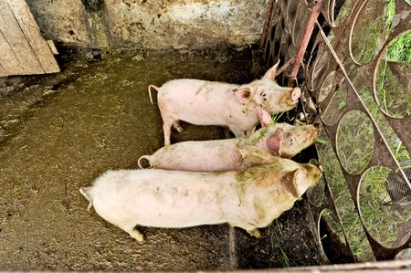 OHRID, MACEDONIA, MAY 17, 2011  Pigs in the countryside of Ohrid, Macedonia, on May 17th, 2011 のeditorial素材
