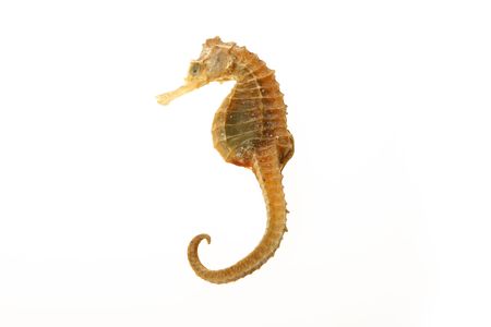 sea horse of gold color over white backgroundの写真素材