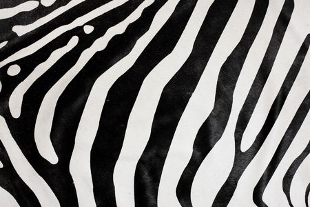 balck and white zebra natural fur backgroundの写真素材