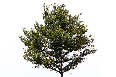 nice regular park tree over white background