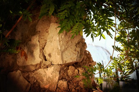 A stone wall covered with green plantsの写真素材