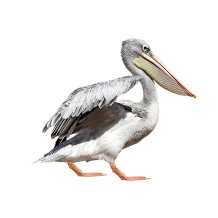 A picture of a cute pelican walking over white backgroundの写真素材