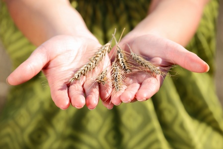 A picture of a handful of crop over green backgroundの写真素材