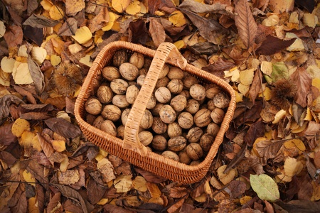 A picture of a basket full of walnuts over autumn leavesの写真素材