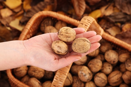 A picture of a hand with walnuts over autumn background focus on handの写真素材