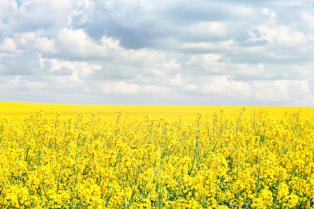 A picture of rape fields on a cloudy day in Polandの写真素材