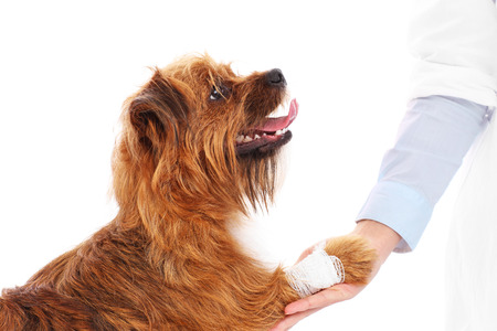 A picture of a dog with hurt paw giving thanks to the vetの写真素材