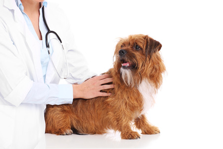 A midsection of a vet examining a dog over white backgroundの写真素材