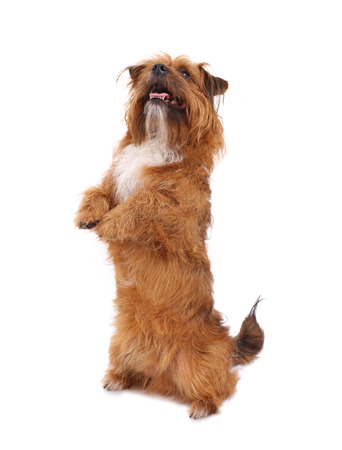 A picture of a smart terrier showing a trick over white backgroundの写真素材