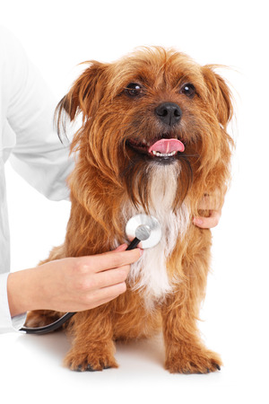 A picture of a terrier being examined by a vet over white backgroundの写真素材
