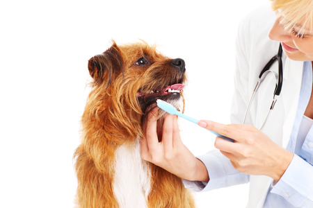 A picture of a vet brushing dog's teethの写真素材