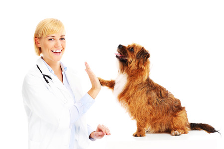 A picture of a dog giving high five to a vetの写真素材