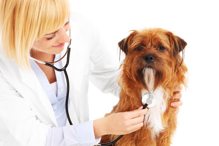 A picture of a vet examining a dog over white backgroundの写真素材