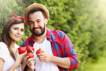 Picture of young couple planting organic tomatoesの写真素材