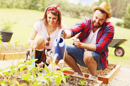Picture of young couple planting organic vegetables and herbsの写真素材