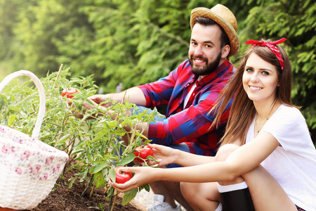 Picture of young couple planting organic tomatoesの写真素材