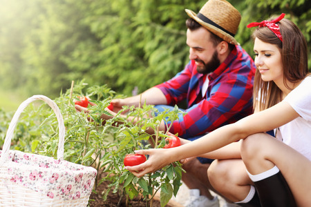 Picture of young couple planting organic tomatoesの写真素材