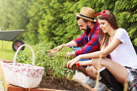 Picture of young couple planting organic tomatoesの写真素材