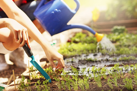 Picture of young couple planting organic vegetables and herbsの写真素材