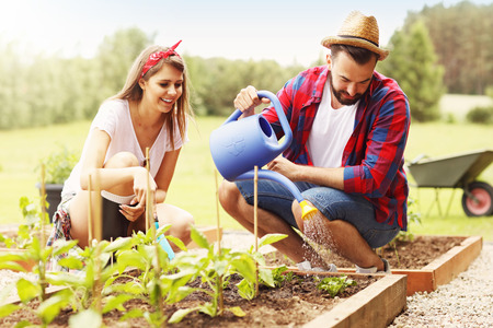 Picture of young couple planting organic vegetables and herbsの写真素材