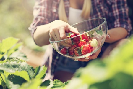 Happy woman collecting fresh strawberries in the gardenの写真素材