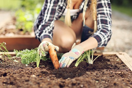 Adult woman picking vegetables from gardenの写真素材