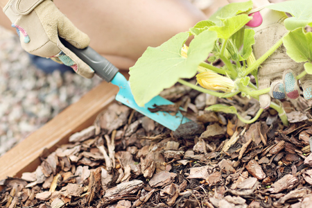 Adult woman picking vegetables from garden