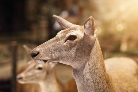 Picture of wild animals on Nature Exhibitionの写真素材