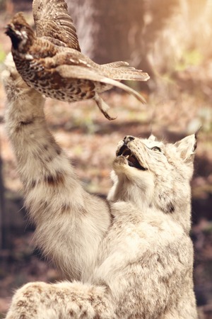 Picture of wild animals on Nature Exhibitionの写真素材