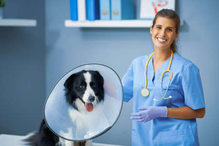 Female vet examining a dog in clinic