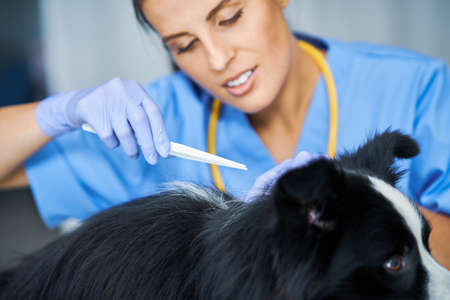 Female vet removing tick and examining a dog in clinicの写真素材