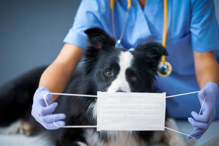 Female vet examining a dog in clinic