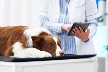 Brown Border Collie dog during visit in vetの写真素材