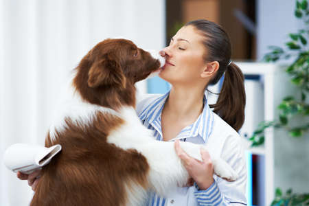 Brown Border Collie dog during groomer visitの写真素材