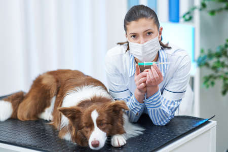 Brown Border Collie dog during visit in vetの写真素材