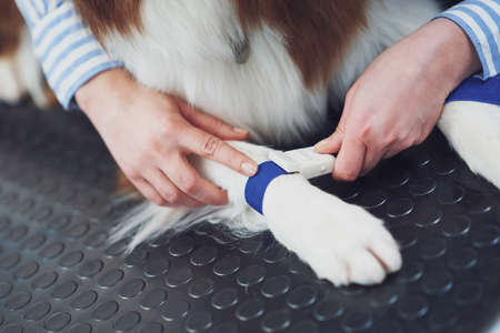 Brown Border Collie dog during visit in vet