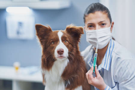 Brown Border Collie dog during visit in vetの写真素材