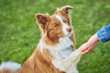 Chocolate White Border Collie with woman ownerの写真素材