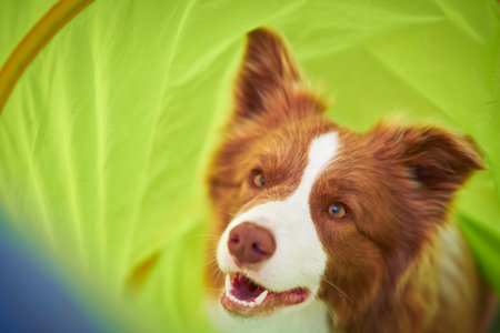 Brown chocolate Border Collie dog training in the gardenの写真素材